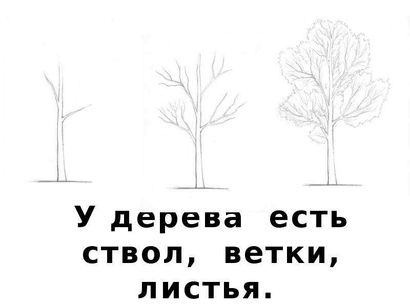 Ствол лист. Береза части дерева. Части березы для детей. Задание части дерева. Дерево ствол ветви листья.