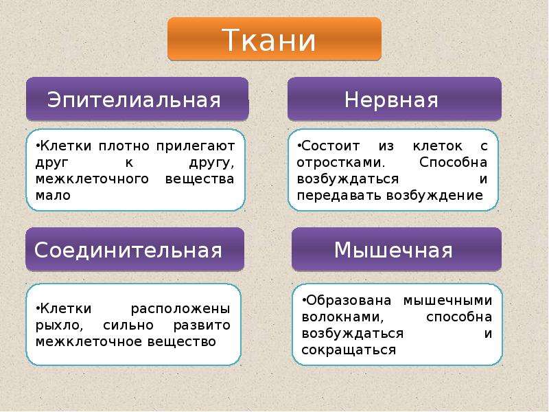 Ткани человека презентация 11 класс