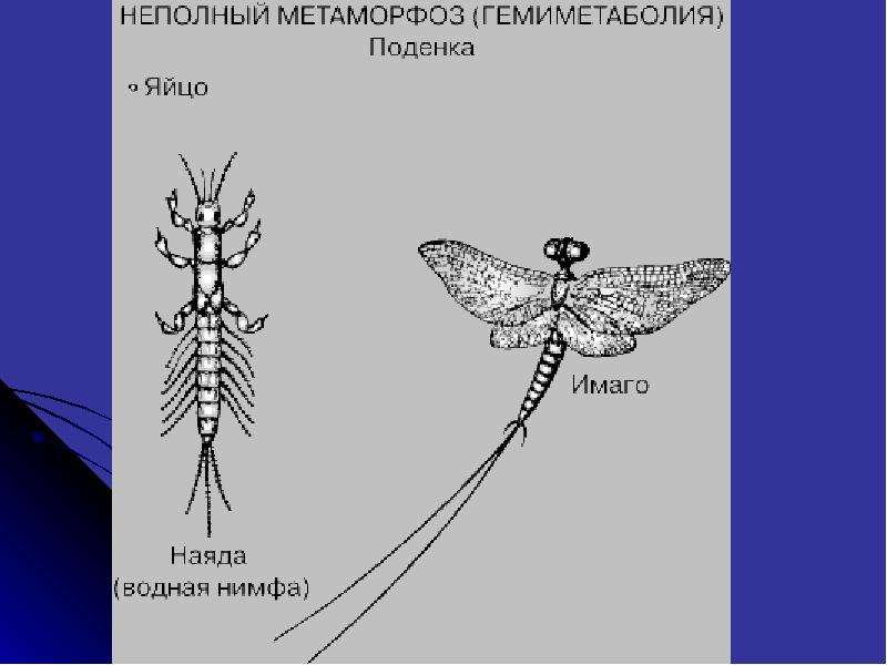 Схематические рисунки главных признаков насекомых. Неполное превращение поденки. Поденка метаморфоз. Гемиметаболия неполный метаморфоз. Поденки Тип Метаморфоза.