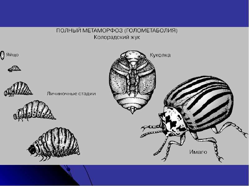 Стадия куколки характерна для развития. Колорадский Жук Тип развития. Жизненный цикл колорадского жука схема. Цикл развития колорадского жука. Полный метаморфоз колорадского жука.