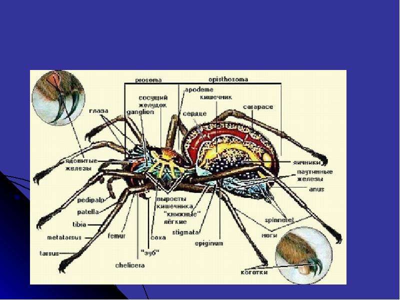 Внутреннее строение паука рисунок с подписями