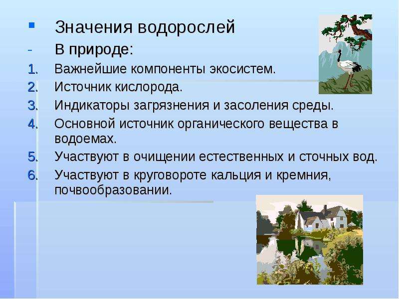 Значение водорослей. Значение водорослей в природе. Водоросли индикаторы загрязнения. Значение водорослей для животных. Значение водорослей 6 класс биология.