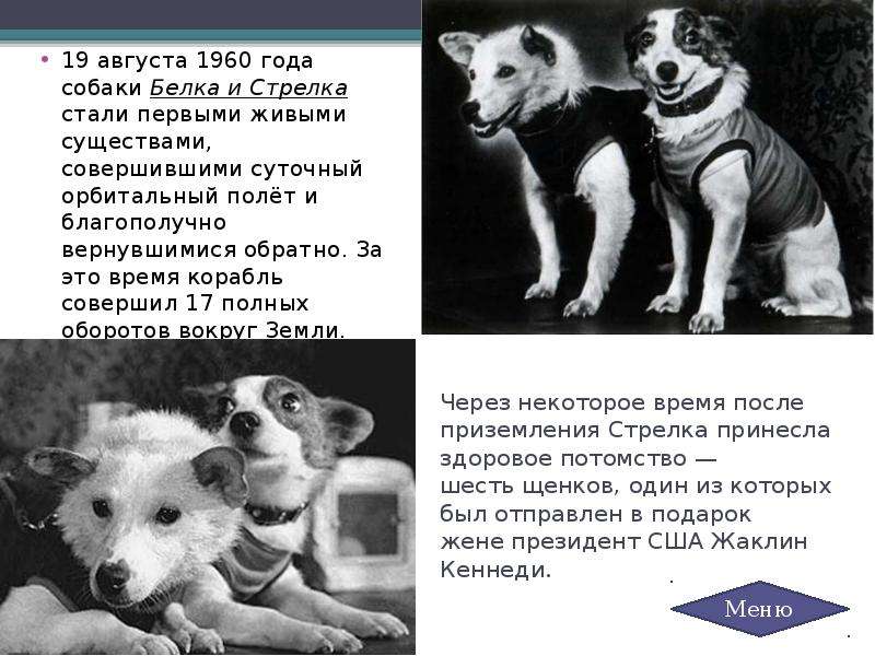 19 августа 1960. Собаки белка и стрелка. Белка и стрелка 1960 год. Потомство белки и стрелки. Щенки белки и стрелки.