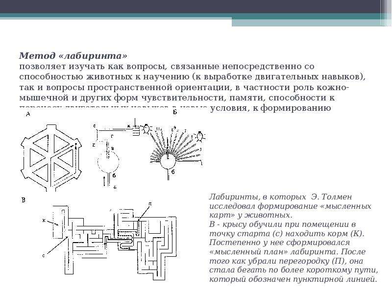 Схема лабиринта для крысы