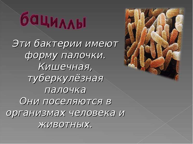 Презентация на тему кишечная палочка