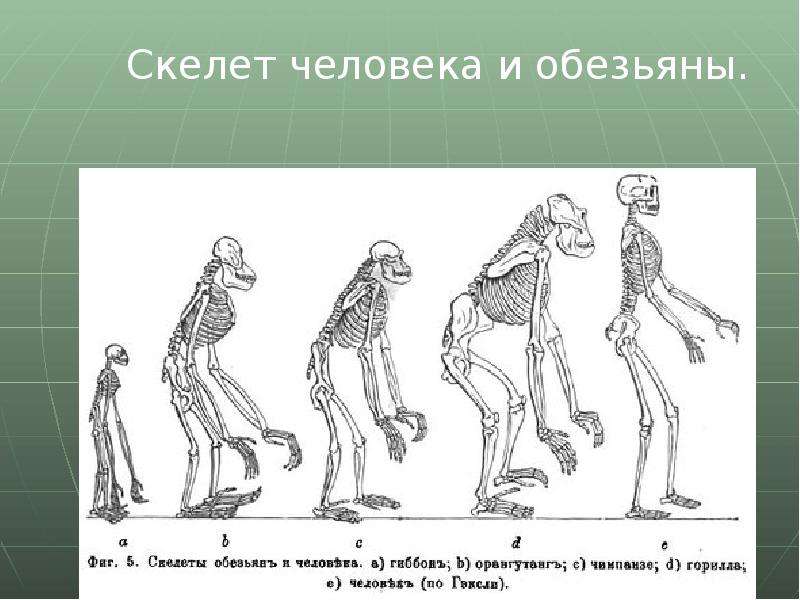 Эволюция скелета. Скелет шимпанзе и человека. Эволюция скелета человека. Строение скелета человека и обезьяны. Антропология скелет человека.