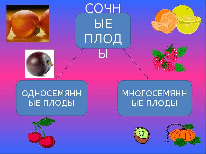 Горох односемянный. Сочные односемянные плоды. Сочные односемянные плоды малина. Сочные плоды односемянные и многосемянные. К сочным плодам относятся.