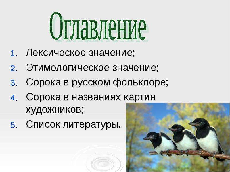 Что означает сорока. Значение слова сорока. Животных в русском фольклоре сорока. Лексическое значение слова сорока.