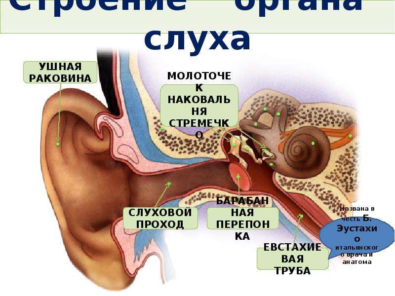 Презентация биология 8 класс гигиена слуха