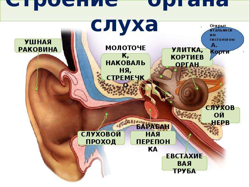 Куда органы. Строение слухового анализатора Кортиев орган. Слуховой анализатор Кортиев орган. Слуховой анализатор строение улитки. Улитка слуховой анализатор.