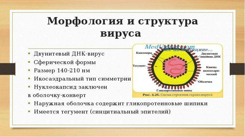 Каково строение вируса кратко. Морфология и строение вирусов. Структура вирусов микробиология. Строение вирусов микробиология. Вирусы особенности морфологического строения.