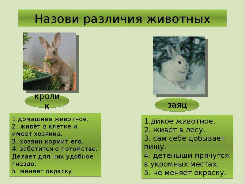 Клевер кролик волк черты сходства и различия