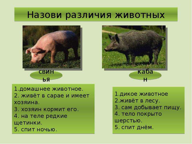Чем отличаются домашние животные от диких. Кабан и свинья. Свинья и кабан различия. Чем отличается кабан от свиньи. Сравнение кабана и свиньи.
