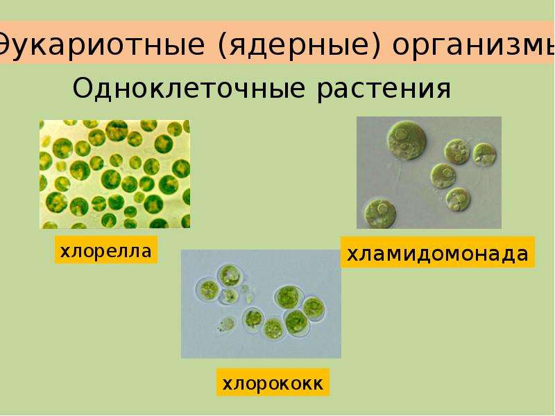 Презентация разнообразие организмов 5 класс