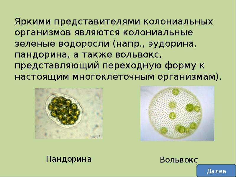 Презентация разнообразие организмов 5 класс. Колониальные организмы презентация. Особенности колониальных организмов. Преимущество колониального организма. Размеры колониальных организмов.