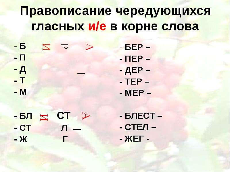 Однокоренные слова с чередующимися согласными. Правописание гласных в чередующихся корнях. Правописание чередующихся согласных в корнях слов. Правило написания чередующихся согласных в корне. Д Т правило.