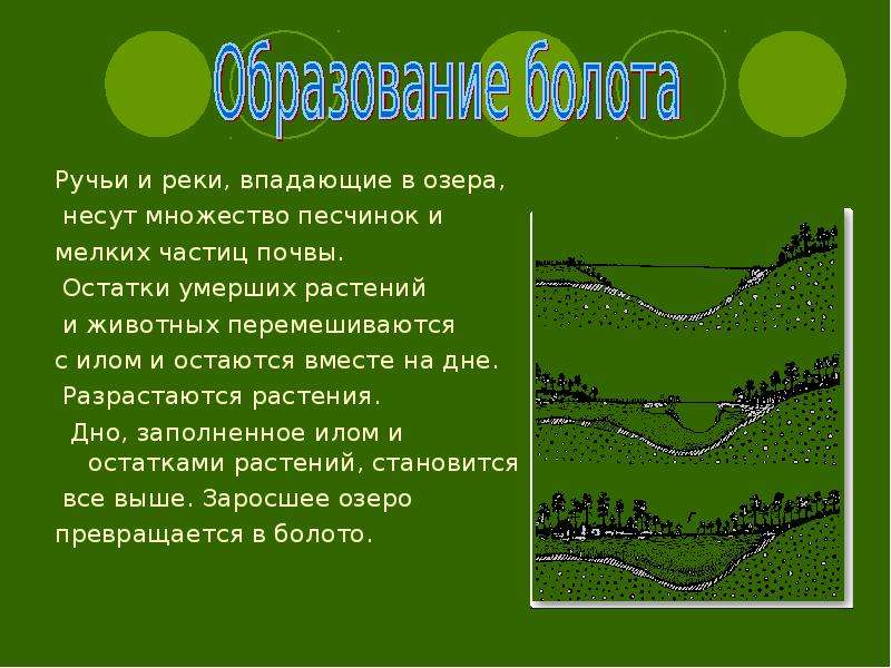 Презентация на тему болото биология