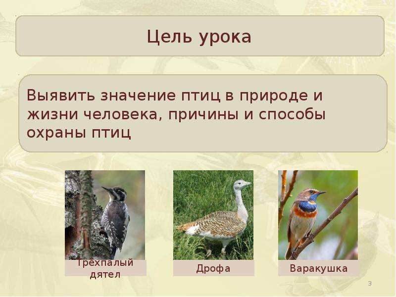 Биология 7 класс значение птиц в природе. Охрана птиц в природе. Роль птиц в жизни человека. Значение птиц. Урок охрана птиц.