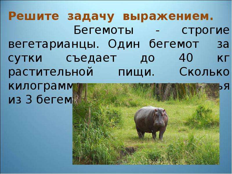 Бегемот без воздуха сколько может находиться. Сколько еилограммбегемот фото. Сколько килограмм Бегемот. Бегемот за день съедает 60 кг. Сколько всего съедает Бегемот за месяц.