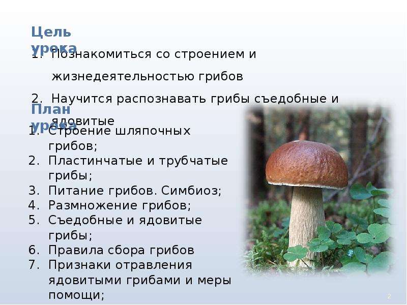 Шляпочные грибы биология 5. Рассказ про Шляпочные грибы. Шляпочные грибы презентация 5 класс. Доклад Шляпочные грибы. Сообщение на тему Шляпочные грибы.