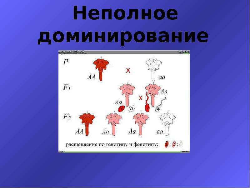 Неполное доминирование презентация