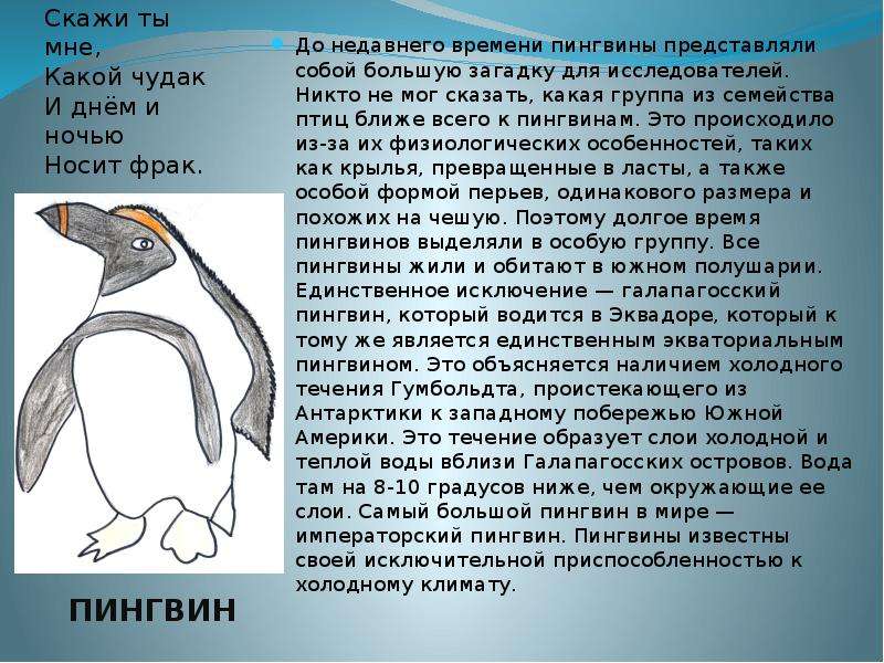 Значение пингвинов в природе. Значение пингвинов. Строение тела пингвина на русском. Значение пингвинов для человека. Пингвинообразные значение.