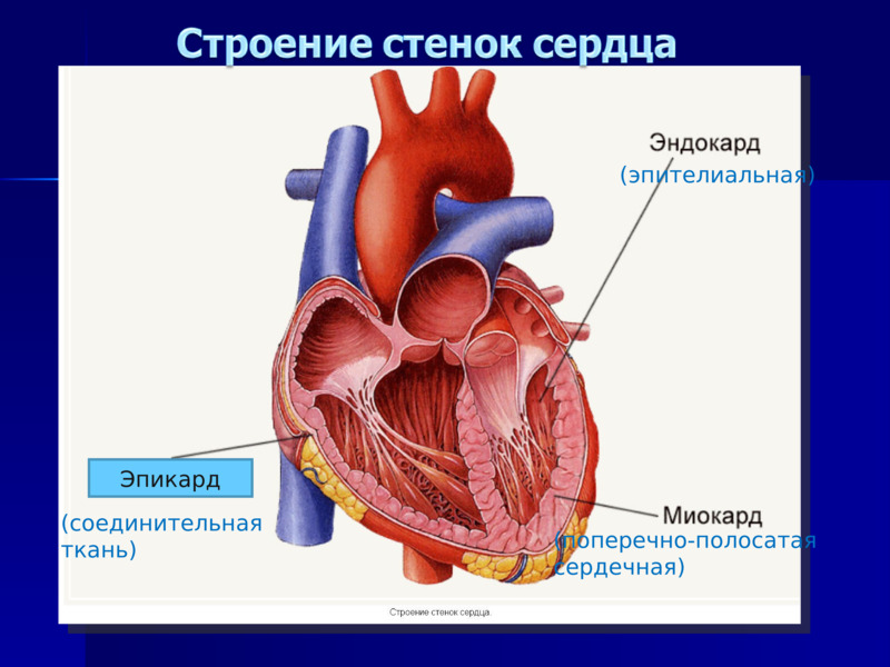 Работа сердца презентация 1 класс