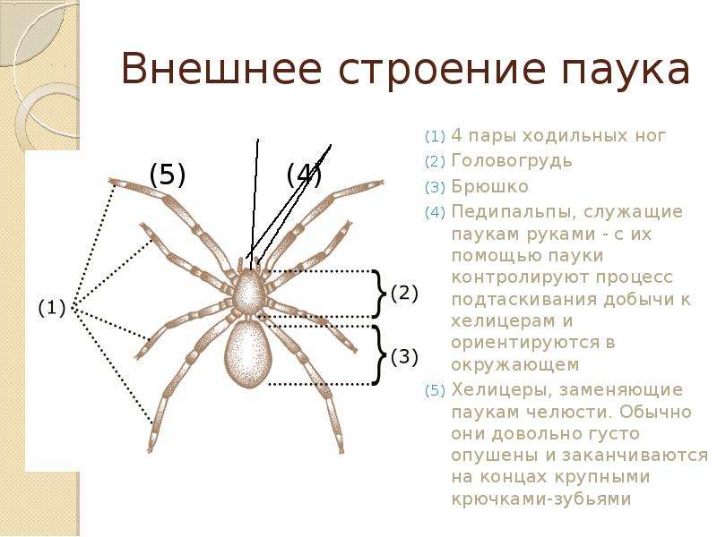 Отделы тела паукообразных. Класс паукообразные строение паука. Строение паука биология. Класс паукообразные внешнее строение. Внутреннее строение паука крестовика 8 класс.