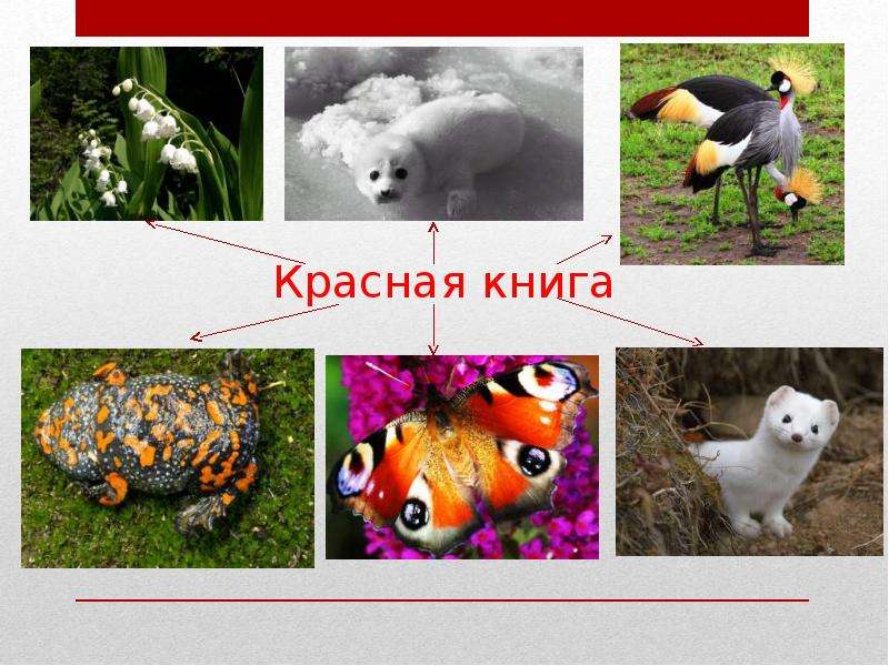 Красная книга и ее роль в сохранении биоразнообразия, слайд 8