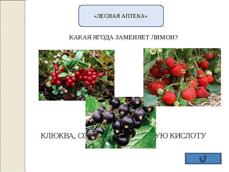 Лесная аптека. Презентация на тему Лесная аптека. Викторина Лесная аптека. Презентация викторина Лесная аптека.