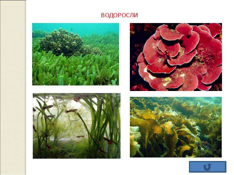 Водоросли 2 класс