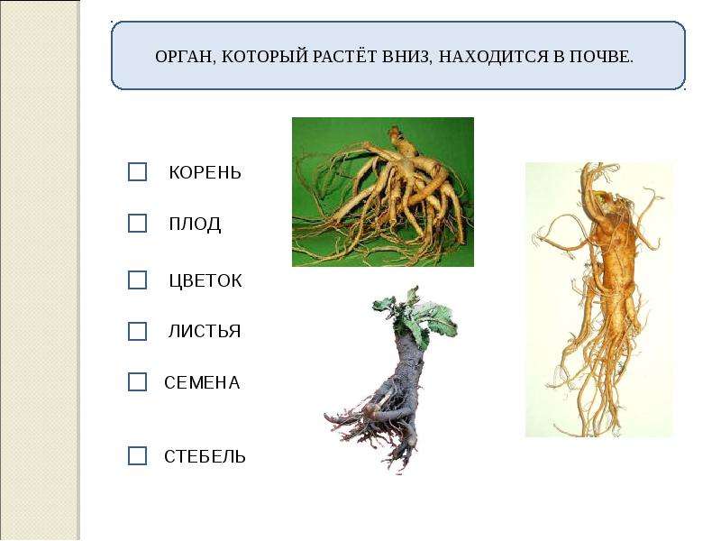 Вырастешь какой корень. Орган растет вниз находится в почве. Какой орган растения растет вниз. Корень растет вниз. Растения растущие вниз.