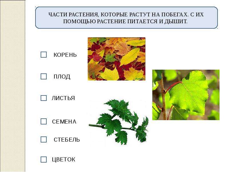 Растения помощью. Части растения которые растут на побегах. Часть растения на которой растут листья. Группы листов растений. С их помощью растение питается и дышит.