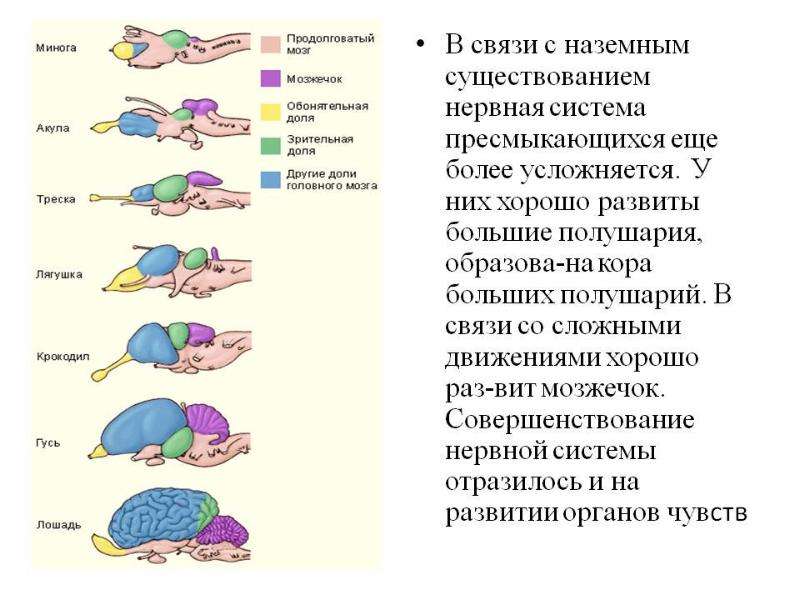 Схема нервной системы позвоночных животных