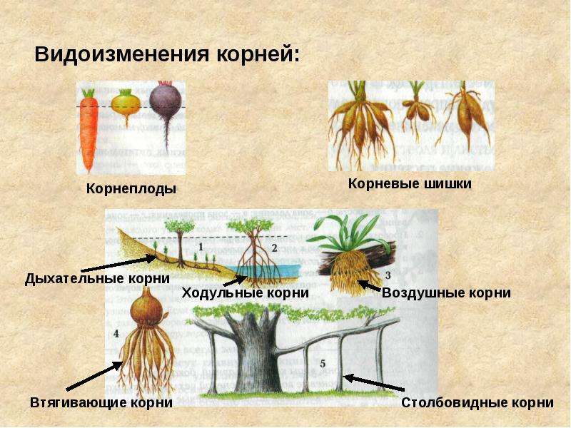 Какие органы растений обозначены на рисунке буквами а б в видоизменением какого органа они являются