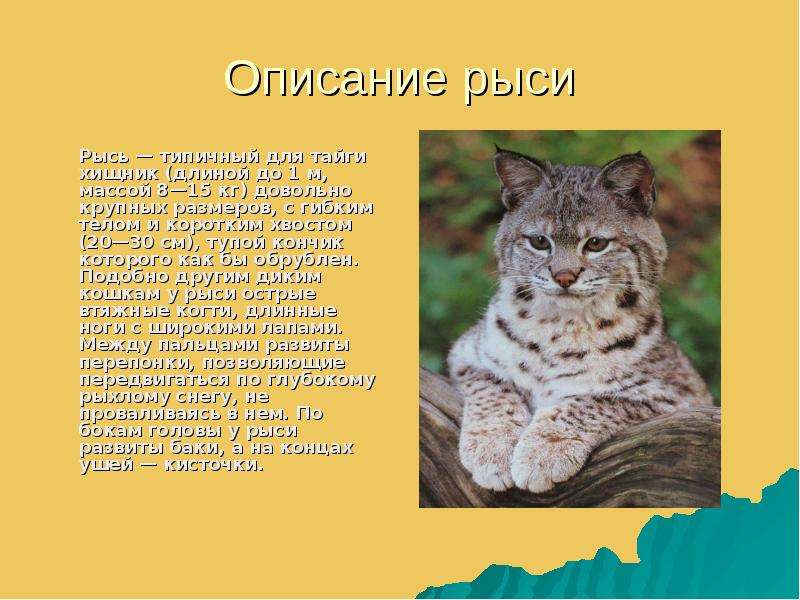 План описания рыси