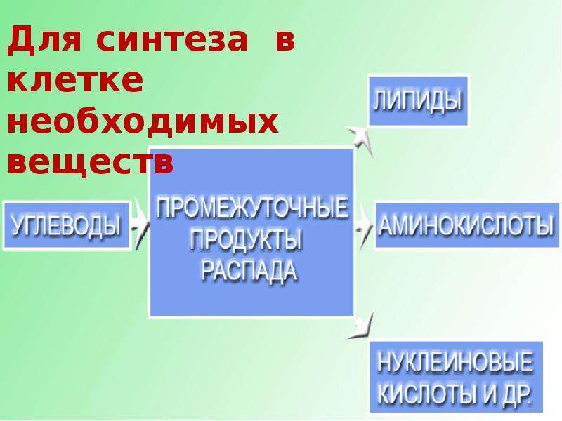 Вещества клетки являющиеся основным строительным материалом. Органические вещества клетки 10 класс. Органические вещества клетки класс 10 класс. Презентация на тему органические вещества клетки. Органические и вещества клетки презентация 10 класс.