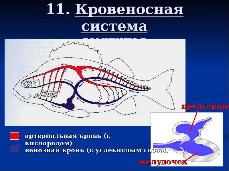 Типы кровеносной системы. Морская звезда кровеносная система замкнутая. Сельдь кровеносная система. В какую эру возникла кровеносная система.