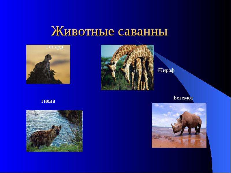 Приспособление животных в саванне. Презентация животные саванны Жираф. Интересные факты о животных саванны для 1 класса.