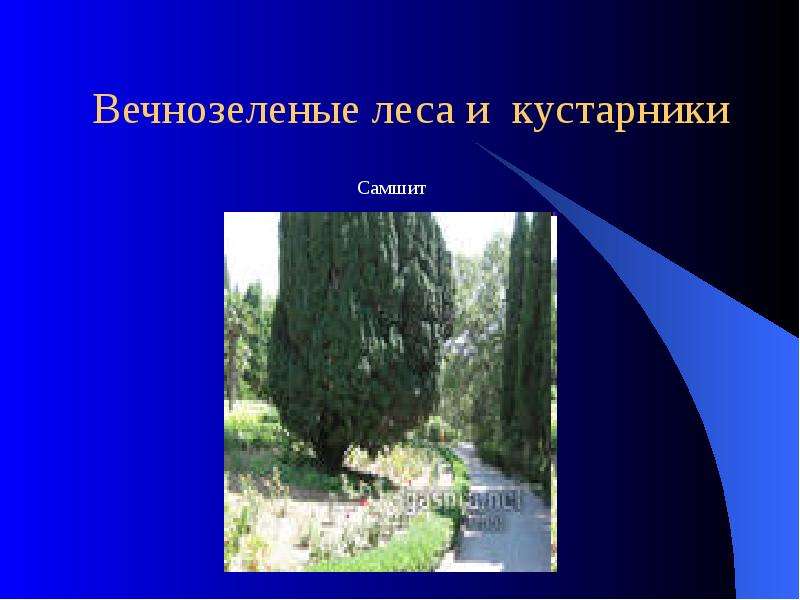 Какая почва в вечнозеленых лесах. Жестколистные вечнозеленые леса и кустарники климат. Жестколистные вечнозеленые леса климатический пояс. Вечнозелёные леса и кустарники хозяйственная деятельность. Жестколистные вечнозеленые леса и кустарники на карте.