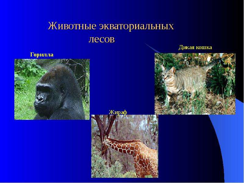 Животные экваториальной природной зоны. Животные в экваториальных лесах. Животные экваториального пояса. Животный мир влажных экваториальных лесов. Живтоныеэкваториального пояса.