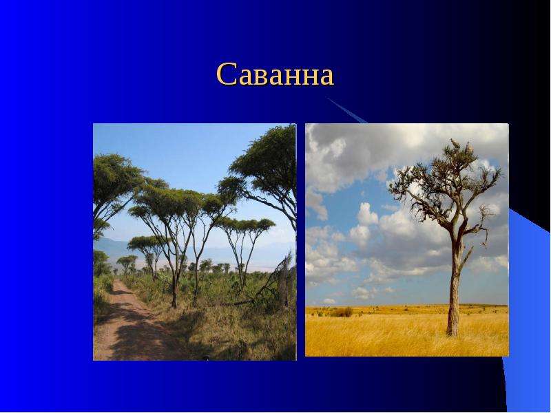 Цвет Саванна. Природа Африки презентация. Саванна это природная зона. Саванны и редколесья рисунок. В какой из указанных природных зон саванны