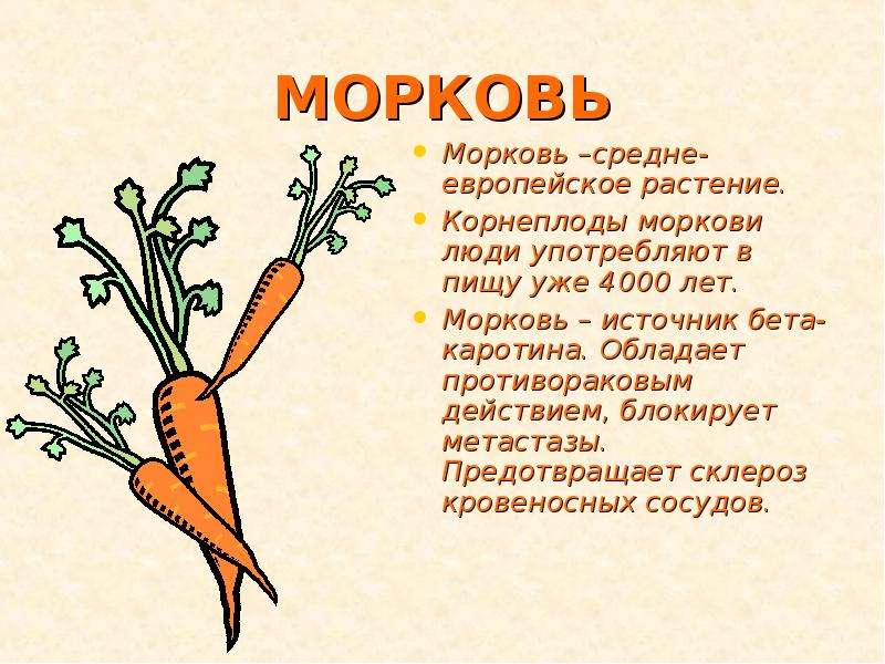 Класс растения морковь. Части морковки. Строение моркови. Рост моркови. Морковь части растения.