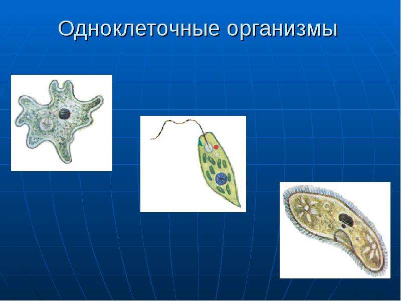 Рисунок одноклеточного организма