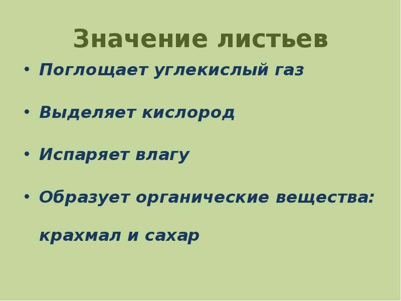 Листья в жизни растений. Значение листьев. Значение листа. Значение листа для растения. Значение листа для растения таблица.