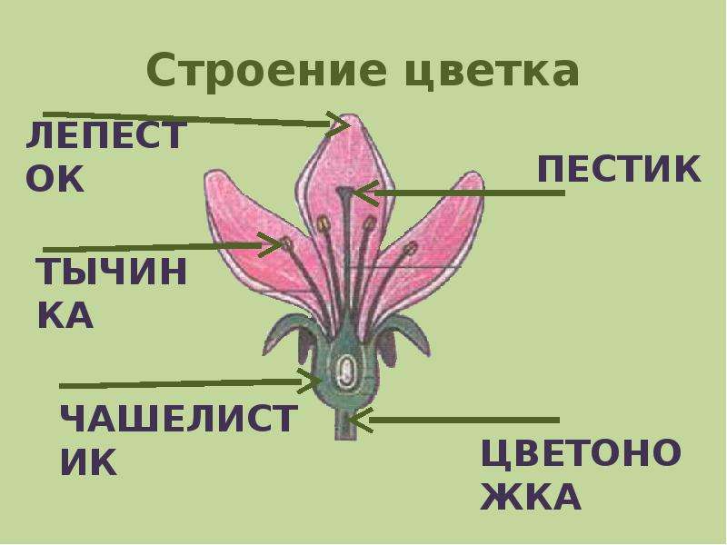 Похожее строение. Строение цветка Азалии. Чашелист функции в цветке. Куртки строение цветка. Флаг у растений строение.