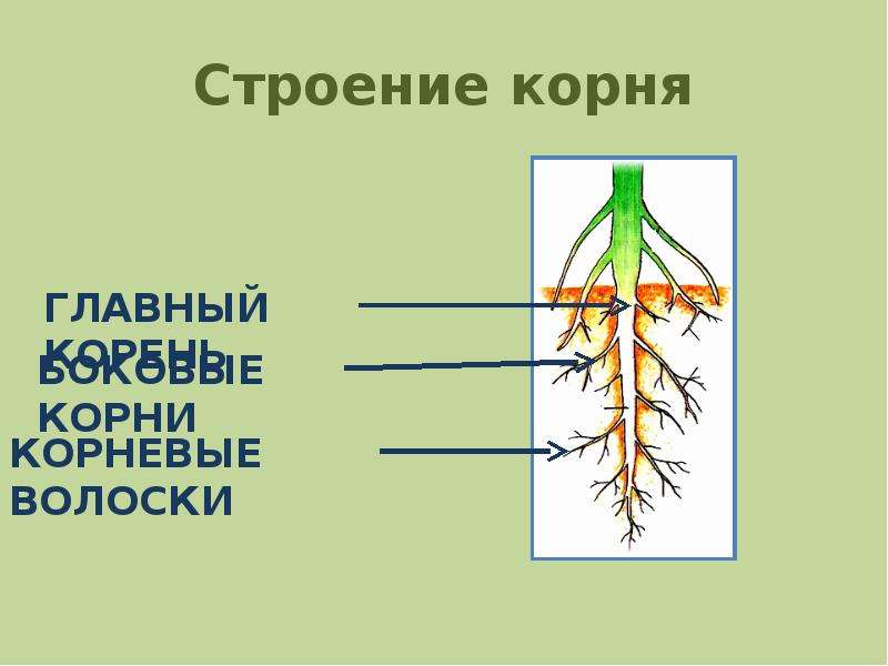 Корневой волосок боковой корень