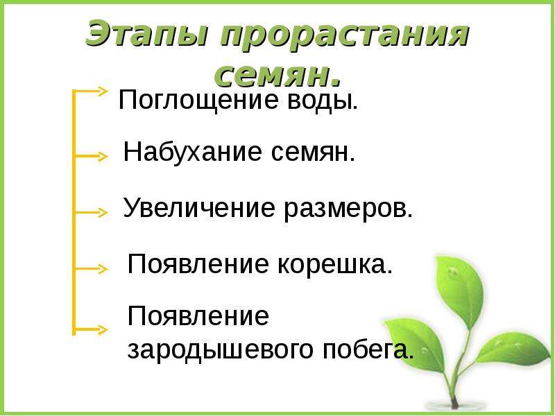 Развитие проростка презентация