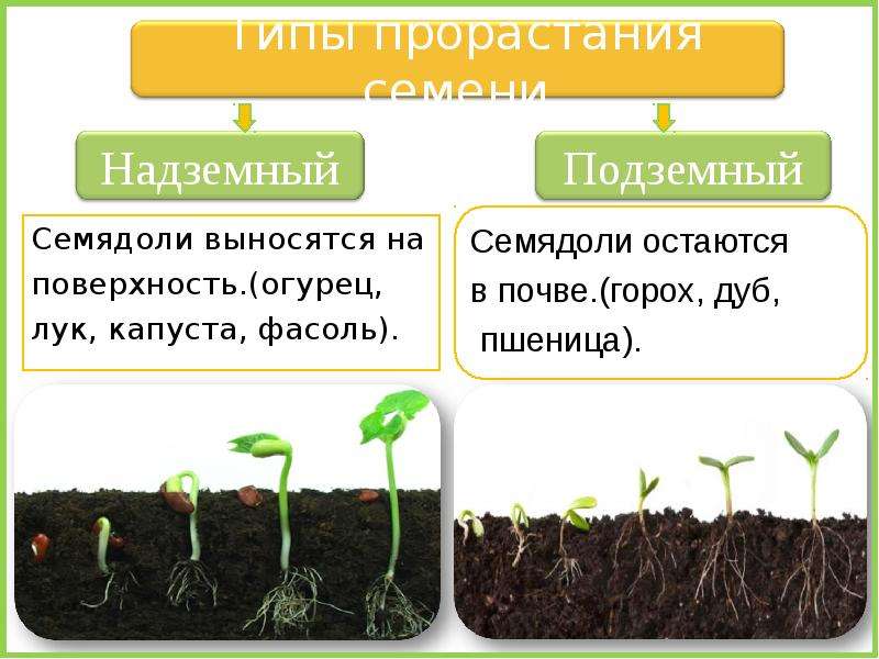 Развитие проростка презентация