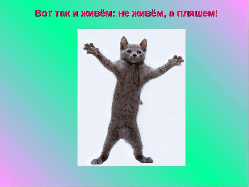 Пляшущий кот картинки